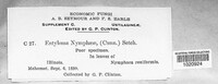Rhamphospora nymphaeae image